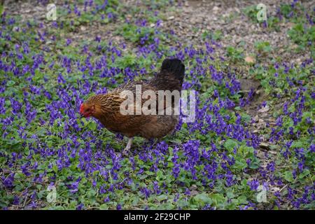 lone colorful chicken searching for food in the garden on a blanket of purple violets Stock Photo