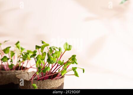Close-up of a radish microgreen. Self-cultivation of micro-greenery at home. Growing seedlings. Organic farming, vegan concept. Stock Photo