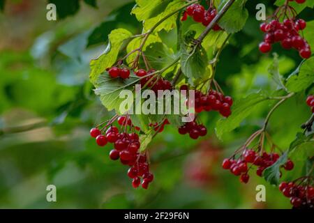 Closeup of guelder-rose tree with bunches of red ripe berries. Healthy plant for healthy eating. Stock Photo