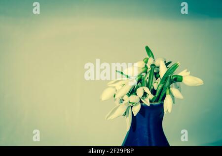 white snowdrop in vase image Stock Photo