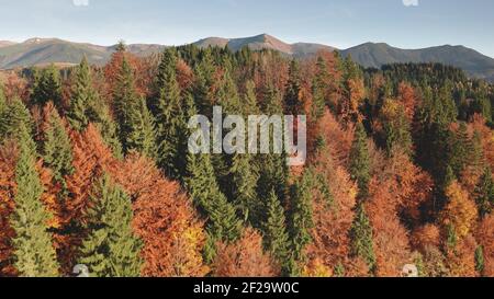 Colorful autumn leaf mountain forest aerial. Nobody nature landscape. Unexplored wildlife scenery. Alpine green spruce, pine trees at pink, red, yellow leafy foliage. Vacation at Alps, Italy, Europe Stock Photo