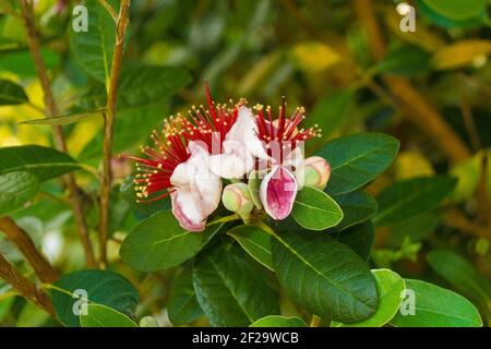 Flowers on a Acca Sellowiana, an evergreen, perennial shrub or small tree. Also called Feijoa, Pineapple Guava & Guavasteen. Growing in Friuli, Italy Stock Photo