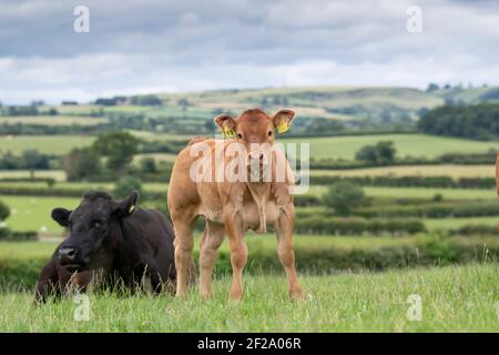 Commercial cows and calves running as a herd with a Limousin bull, Yorkshire, UK. Stock Photo