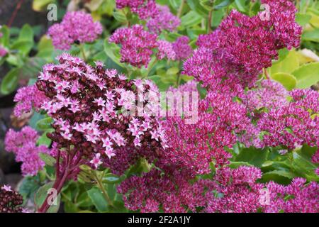Showy stonecrop, (ice plant or butterfly stonecrop). Hylotelephium spectabile is a species of flowering plant in the stonecrop family Crassulaceae, na Stock Photo