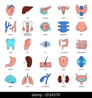 Human organs icon set in colored line style. Anatomy symbols collection. Vector illustration. Stock Vector