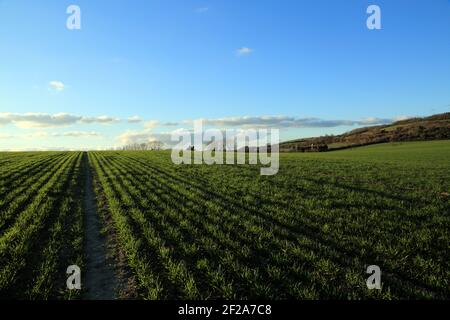 Fields and clouds outside East Brabourne in early Spring in late afternoon, East Brabourne near Ashford, Kent, England, United Kingdom Stock Photo