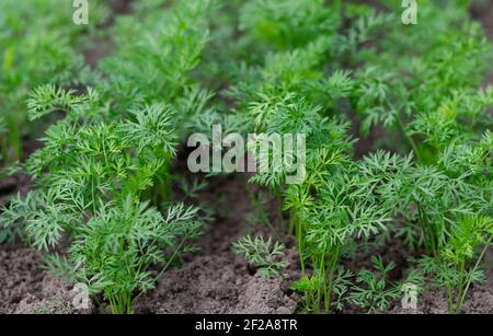 Carrots growing in a home garden. Young seedlings of carrots growing on a farm bed. Organic farming concept. Selective focus. Stock Photo