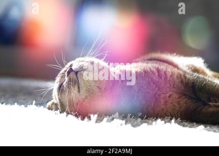A cute funny cat lies on a fluffy carpet in the house under the rays of sunlight. Golden ticked Fold Scottish cat. Stock Photo