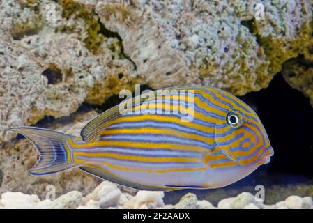 Acanthurus lineatus, the lined surgeonfish, is a member of the family Acanthuridae, the surgeonfishes. Other common names include blue banded surgeonf Stock Photo