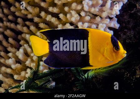 The bicolor angelfish (Centropyge bicolor) is a marine species of fish, easily recognizable by its yellow tail, yellow front half of their body, and b Stock Photo