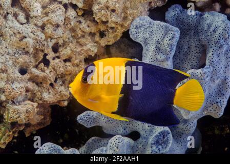 The bicolor angelfish (Centropyge bicolor) is a marine species of fish, easily recognizable by its yellow tail, yellow front half of their body, and b Stock Photo