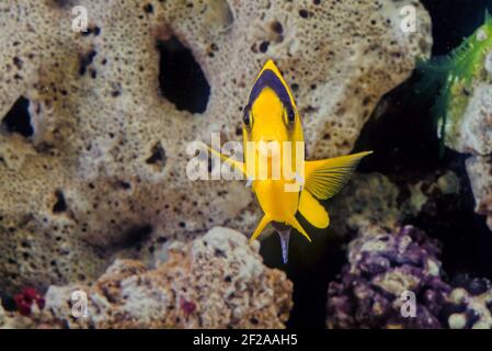 The bicolor angelfish (Centropyge bicolor) is a marine species of fish, easily recognizable by its yellow tail, yellow front half of their body, and b Stock Photo