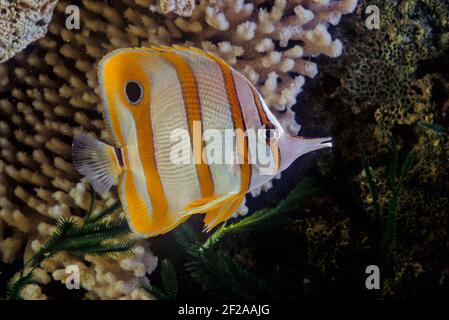The copperband butterflyfish (Chelmon rostratus), also known as the beaked coral fish, is found in reefs in both the Pacific and Indian Oceans. This b Stock Photo