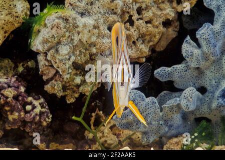 The copperband butterflyfish (Chelmon rostratus), also known as the beaked coral fish, is found in reefs in both the Pacific and Indian Oceans. This b Stock Photo