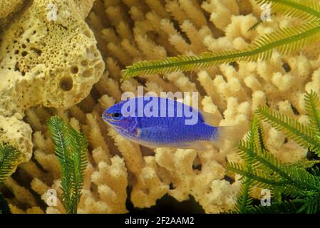 Chrysiptera cyanea is a species of damselfish native to the Indian and western Pacific Oceans. Common names include blue damselfish, blue demoiselle, Stock Photo
