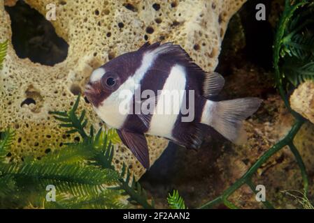 Dascyllus aruanus, known commonly as the whitetail dascyllus or humbug damselfish among other vernacular names, is a species of marine fish in the fam Stock Photo