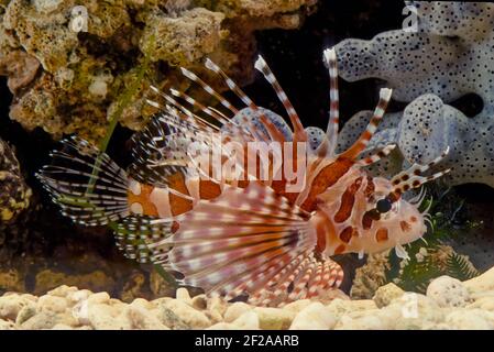 Dendrochirus zebra, known commonly as the zebra turkeyfish or zebra lionfish among other vernacular names, is a species of marine fish in the family S Stock Photo