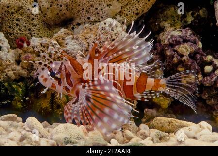 Dendrochirus zebra, known commonly as the zebra turkeyfish or zebra lionfish among other vernacular names, is a species of marine fish in the family S Stock Photo