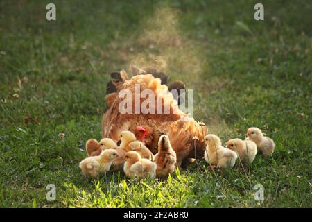 Hen and chickens in a rural yard.Chickens in a grass in the village against sun photos.Gallus gallus domesticus. Poultry organic farm.Organic farming. Stock Photo