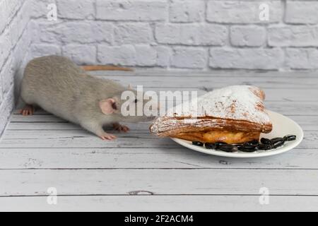 A cute gray decorative rat takes a bite of baked goods or pie. Rodent eats close-up. Stock Photo