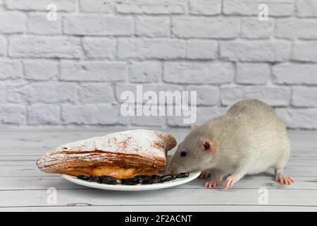 A cute gray decorative rat takes a bite of baked goods or pie. Rodent eats close-up. Stock Photo