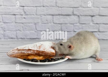 A cute gray decorative rat takes a bite of baked goods or pie. Rodent eats close-up. Stock Photo