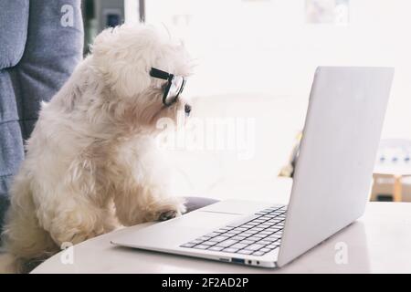 Little white intelligent dog works with a computer. His glasses give him the same dignity as the president of the company. Stock Photo