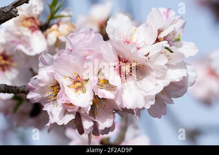 Detail of almond blossoms on the branch of the tree Stock Photo