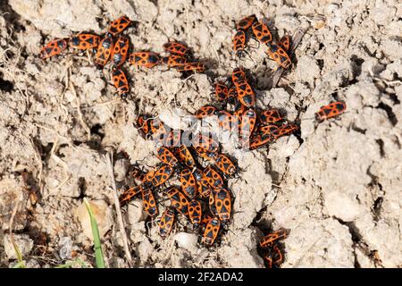 Firebug (Pyrrhocoris apterus) Stock Photo