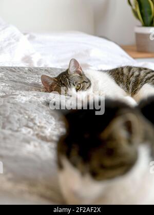A vertical shot of two shorthair cats lying on a soft bed Stock Photo
