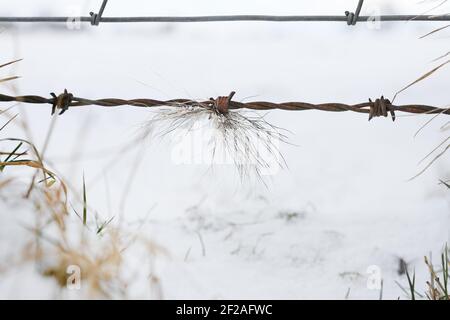 Eurasian Badger (Meles meles) Hair Caught on a Barbed Wire Fence Where the Animals Push Under it in Winter, Teesdale, County Durham, UK Stock Photo