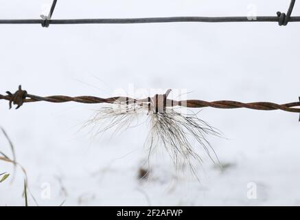 Eurasian Badger (Meles meles) Hair Caught on a Barbed Wire Fence Where the Animals Push Under it in Winter, Teesdale, County Durham, UK Stock Photo