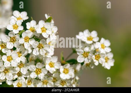 Spiraea Cinerea Grefsheim branch twig in blossom on green nature background. Springtime theme. Selective focus Stock Photo