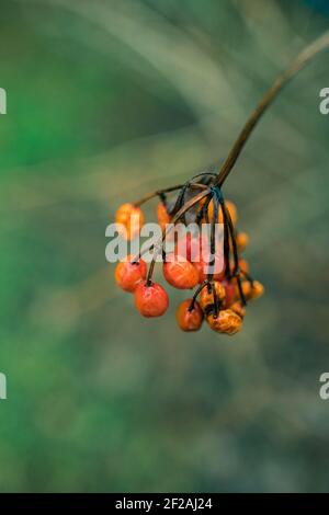 Hawthorn old orange red berries on the bush branch in green blurred bokeh Stock Photo