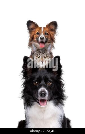 Portrait of two dogs and one cat piled up vertically isolated on a white background Stock Photo