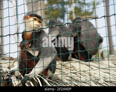 Red-shanked douc ape (Langur duk) rare colourful monkey in cage in zoo Stock Photo