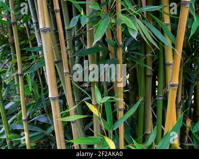 Detail of canes and leaves of bamboo in a garden near the colonial town of Villa de Leyva, Colombia. Stock Photo
