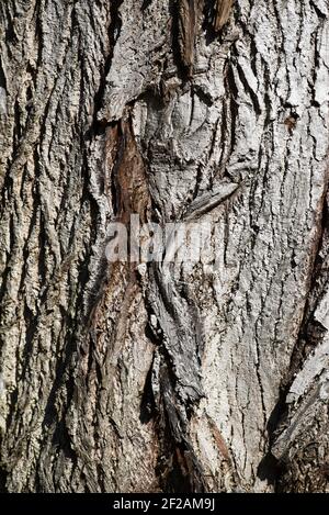 Texture of the bark of an old tree, selective focus. Stock Photo