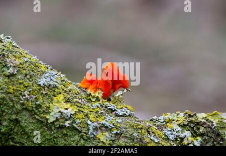 Orange Golden Jelly Fungus or Yellow Brain Fungus or (Tremella Mesenterica) on the lichen covered dead branch of an Oak. Stock Photo