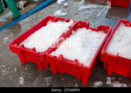 fresh fish with ice packed on top in 3 red plastic crates just landed off a ship concept fishing industry in South Africa Stock Photo