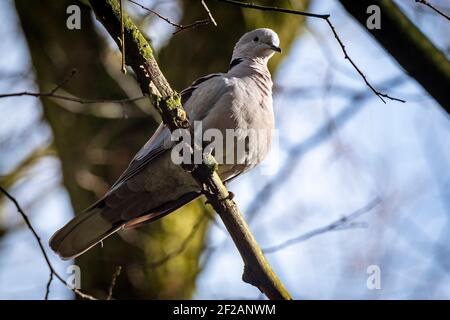 Collared dove in a tree. Stock Photo