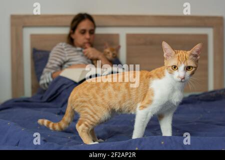 Close-up of a white and orange kitten, on a bed, in which in the background, out of focus, is a blonde Caucasian woman, sitting reading a book and cov Stock Photo