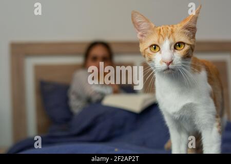 Close-up of a white and orange kitten, on a bed, in which in the background, out of focus, is a blonde Caucasian woman, sitting reading a book and cov Stock Photo