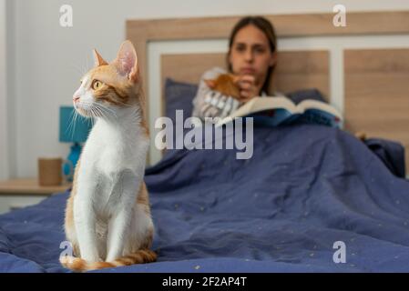Close-up of a white and orange kitten, on a bed, in which in the background, out of focus, is a blonde Caucasian woman, sitting reading a book and cov Stock Photo