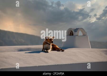 A cute dog on the white roof of a house, observing the view in Oia, Greece. In the background are the cloudy sky and the coast of the island. Stock Photo
