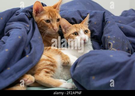 Little cats with orange and white fur, lying together on a bed, covered by a blue duvet Stock Photo