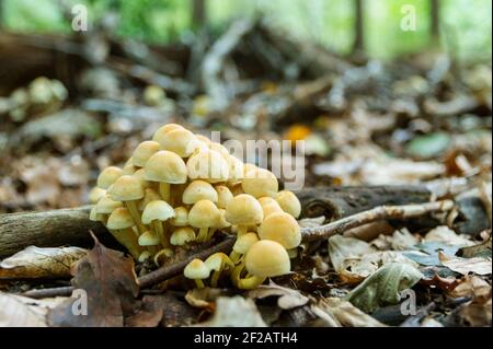 Bunch of mushrooms, Sulphur Tuft, on the forest floor Stock Photo