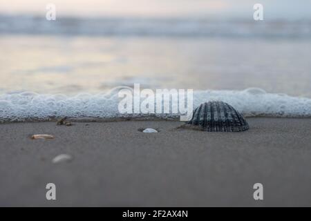Seashell (Cockles) on the beach, Foamy Wave, waves on the beach, blurred background, crashing waves, pastel colors, Omaha Beach from the movie Stock Photo