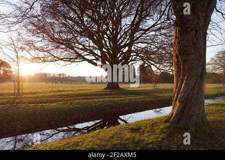 Tree crown without leaves is reflected in the water, Linden tree, ditch full of water, trench full of water, winter sun, reelection in the water Stock Photo