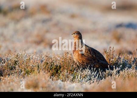 Female red grouse (Lagopus lagopus scotica) among frosted heather in warm morning light. Side view. Stock Photo